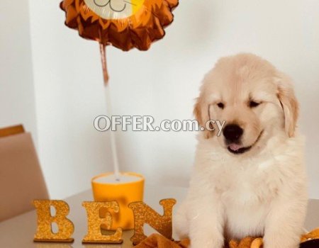 Male and Female Golden Retriever Puppies - 2