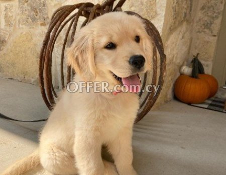 Male and Female Golden Retriever Puppies - 1