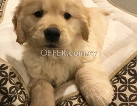 Male and Female Golden Retriever Puppies - 4