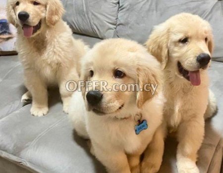 Male and Female Golden Retriever Puppies - 3