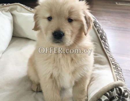 Male and Female Golden Retriever Puppies - 7