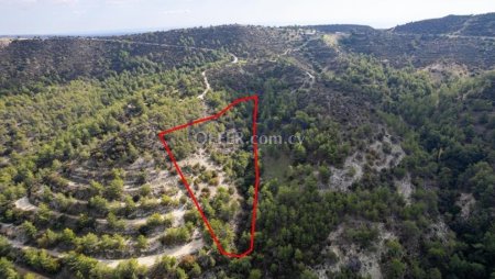 Shared field in Anogyra, Limassol - 2