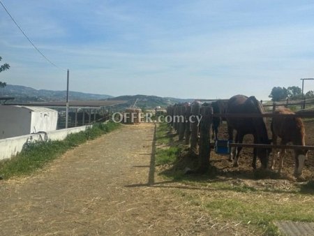 Field for sale in Parekklisia, Limassol - 4