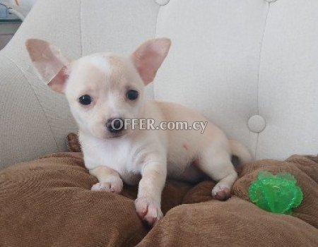 Chihuahua female