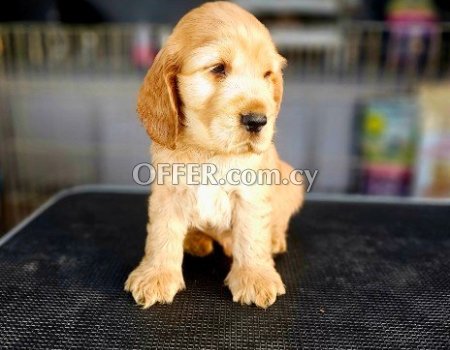 English Cocker Spaniel