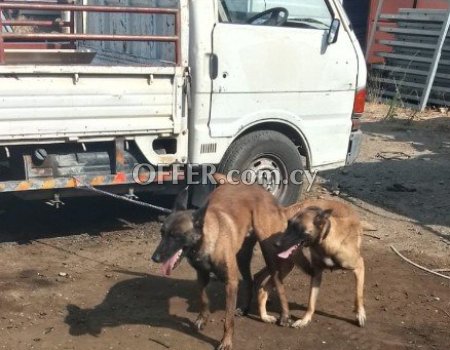 Malinoua for sale