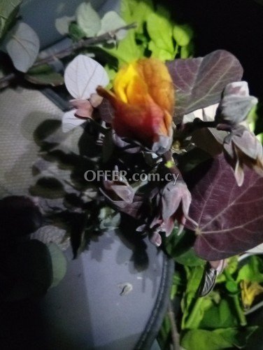 Change your trees or your flowers to another kind !!! - 2