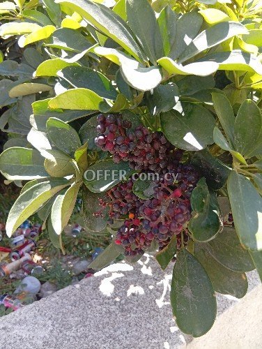 Change your trees or your flowers to another kind !!! - 9