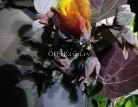 Change your trees or your flowers to another kind !!! - 2