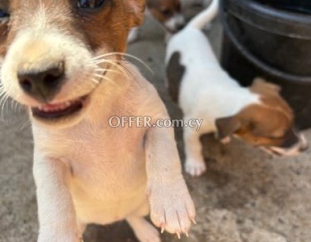 Mini Pure Jack Russells Terrier (photo 1)