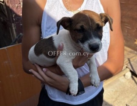 Mini Pure Jack Russells Terrier (photo 2)