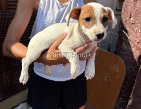 Mini Pure Jack Russells Terrier (photo 0)