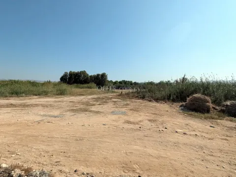 Land Parcel 10703 sm in Kouklia, Paphos - 13