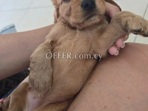 English Cocker Spaniel - Main Photo