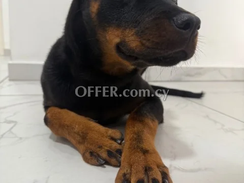 ???? 7-Month-Old Purebred Rottweiler Looking for a Loving Home - Main Photo