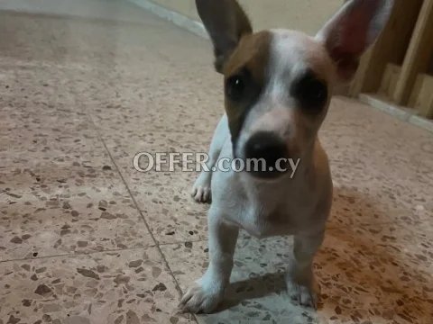 Τζακ ρασσελ - Jack Russell - Main Photo