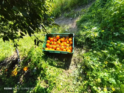Field for sale in Dierona, Limassol - Main Photo
