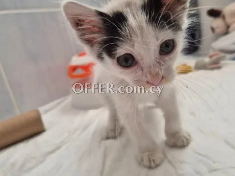 Baby kitten looking for forever home in Limassol - Main Photo