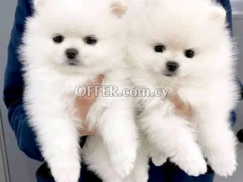 Pomeranian mini - Main Photo