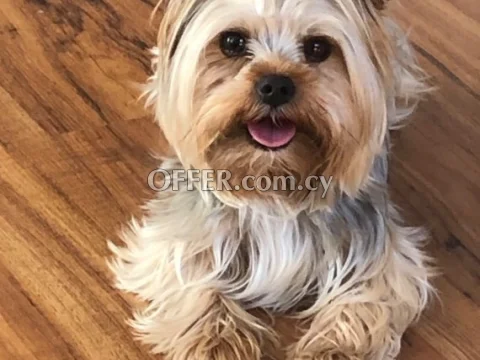 Yorkshire terrier - Main Photo