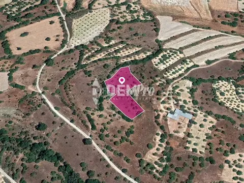 Agricultural Land For Sale in Choulou, Paphos - DP3332 - Main Photo