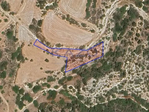 Large Agricultural Field 3011 m2 in Kouklia, Paphos (Landlocked) - Main Photo