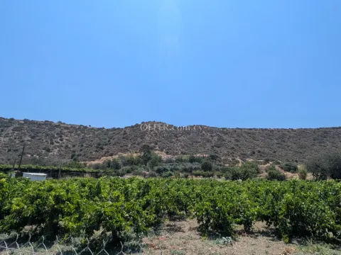2-bedroom Detached Villa 65 sqm in Pissouri - 12